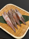 特大日本鮮魷魚-- 每隻