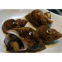 日本東風螺 (黒梅貝) -- 每500g