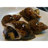 日本東風螺 (黒梅貝) -- 每500g