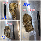 北海道真蠔「厚岸」-- 每隻