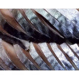 鮮鯖花魚 (野生) -- 每公斤