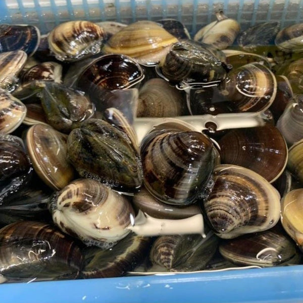 鮮地蛤 (文蛤) / 大蜆-- 每500g Common orient clam